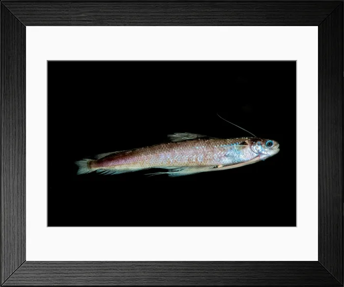 Framed Print : Codlet, Bregmacerotidae Framed Print : Codlet, Bregmacerotidae