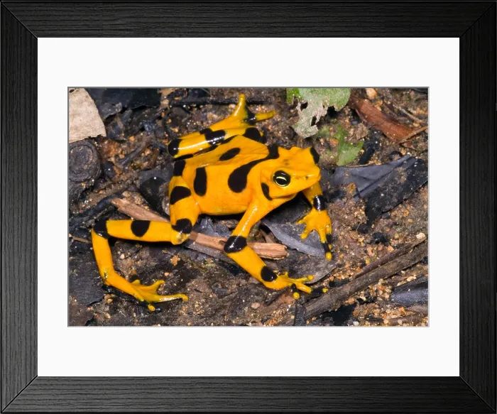Framed Print : Harlequin Toad Framed Print : Harlequin Toad