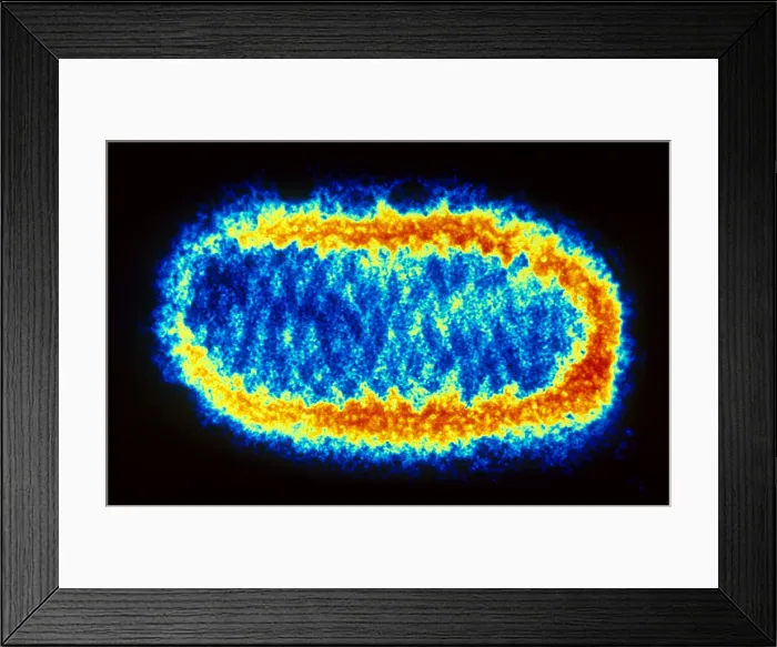 Framed Print : Orf Virus (TEM) Framed Print : Orf Virus (TEM)