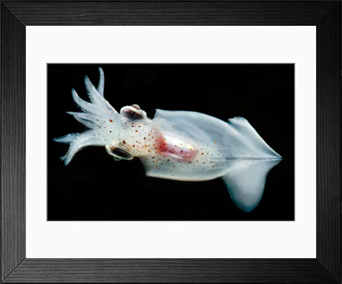 Framed Print : Enope Squid (Abralia redfieldi) Framed Print : Enope Squid (Abralia redfieldi)