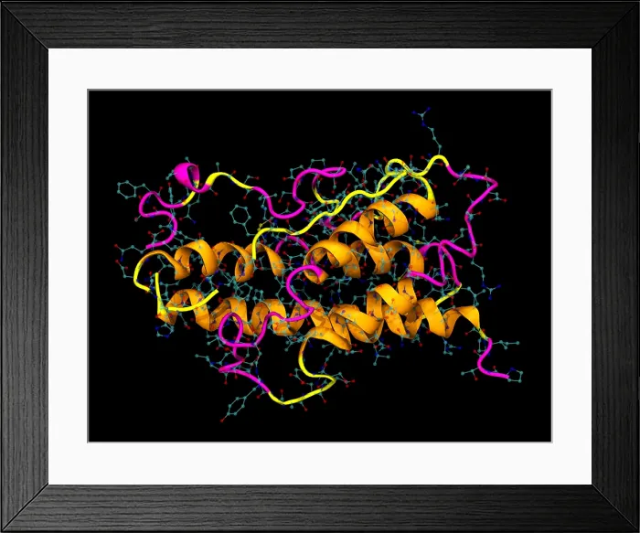 Framed Print : Model of Human Growth Hormone Framed Print : Model of Human Growth Hormone