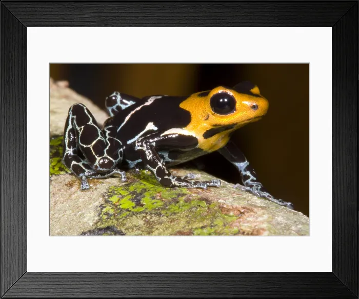 Framed Print : Crowned Poison Frog Framed Print : Crowned Poison Frog