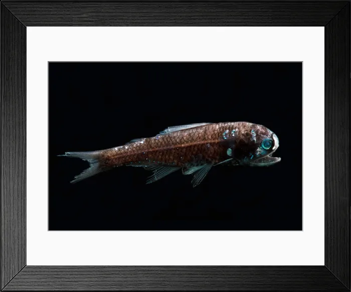 Framed Print : Lanternfish (Diaphus lucidus) Framed Print : Lanternfish (Diaphus lucidus)
