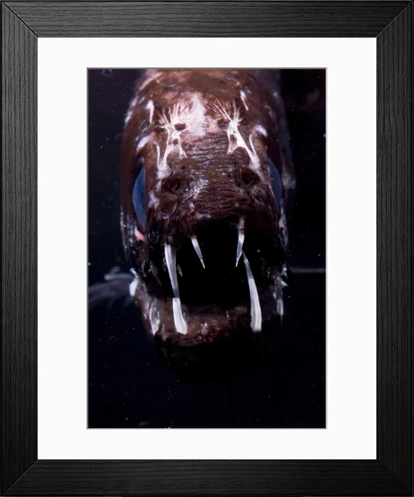 Framed Print : Dragonfish Framed Print : Dragonfish