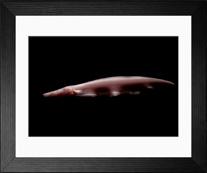 Framed Print : Pink Dolphin Knifefish Framed Print : Pink Dolphin Knifefish