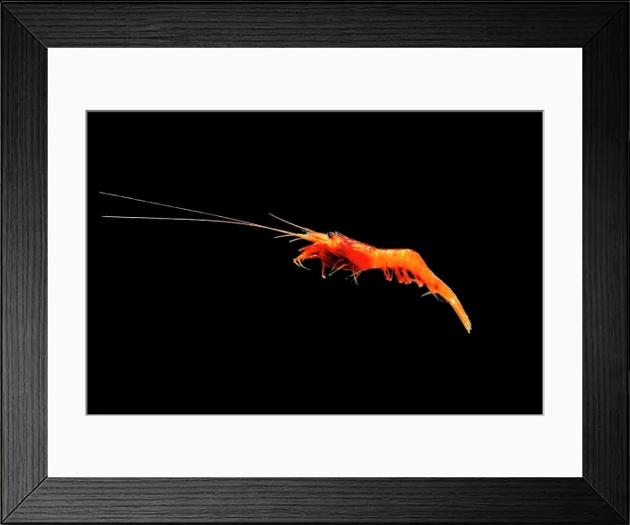 Framed Print : Mesopelagic shrimp (Ephyrina ombango) Framed Print : Mesopelagic shrimp (Ephyrina ombango)