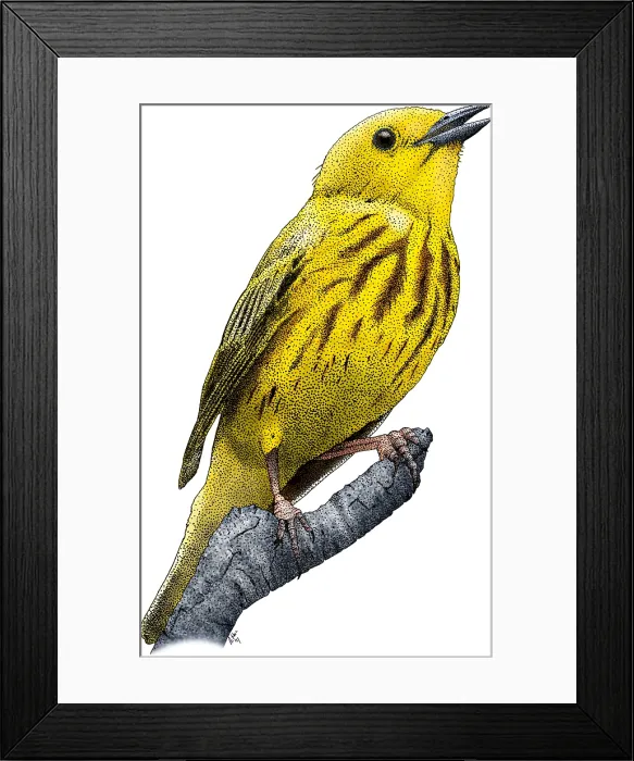 Framed Print : Yellow Warbler Framed Print : Yellow Warbler
