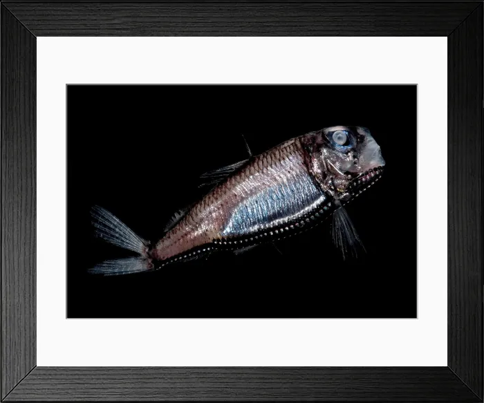 Framed Print : Deep Sea Barreleye Framed Print : Deep Sea Barreleye