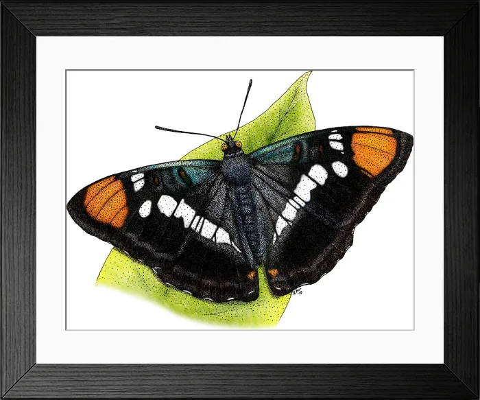 Framed Print : California Sister Butterfly
