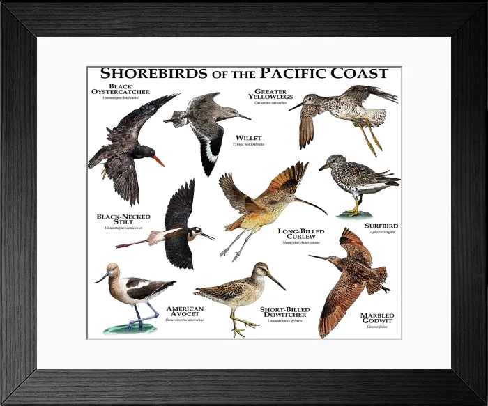 Framed Print : Shorebirds of the Pacific Coast