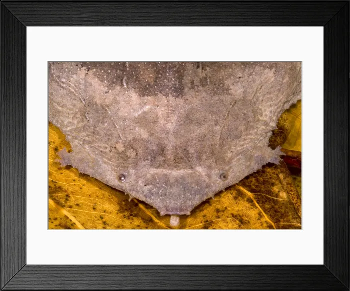 Framed Print : Surinam Toad
