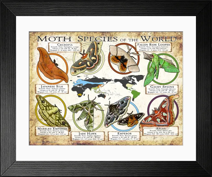 Framed Print : Moth Species of the World