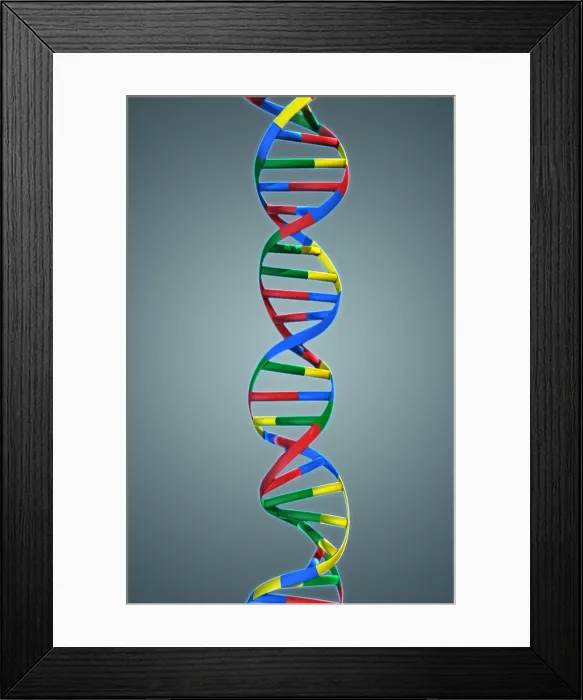 Framed Print : DNA, Ribbon Model Framed Print : DNA, Ribbon Model