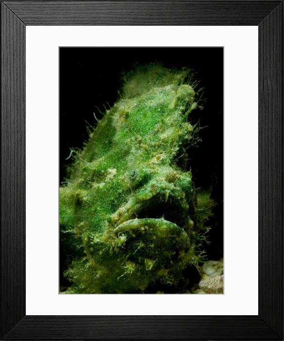 Framed Print : Frogfish, Antennarius sp. are some of the most cryptic predators found Framed Print : Frogfish, Antennarius sp. are some of the most cryptic predators found