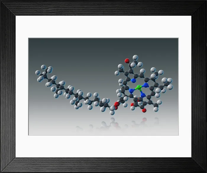 Framed Print : Chlorophyll, Molecular Model Framed Print : Chlorophyll, Molecular Model