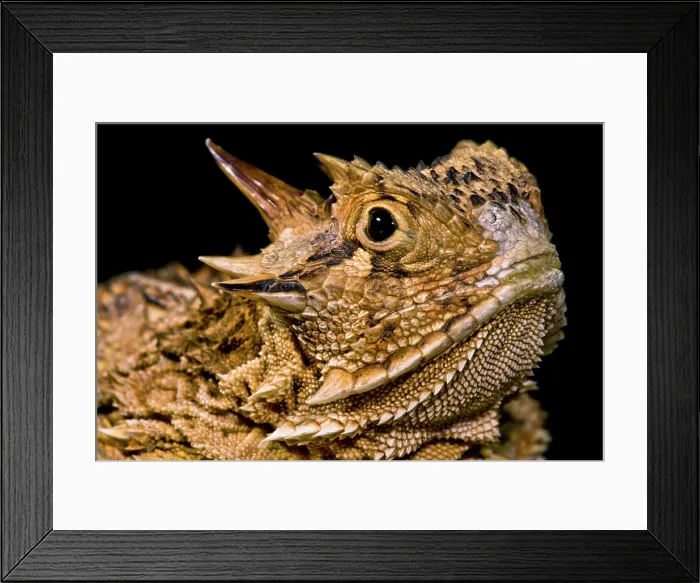 Framed Print : Texas Horned Lizard (Phrynosoma cornutum) Framed Print : Texas Horned Lizard (Phrynosoma cornutum)