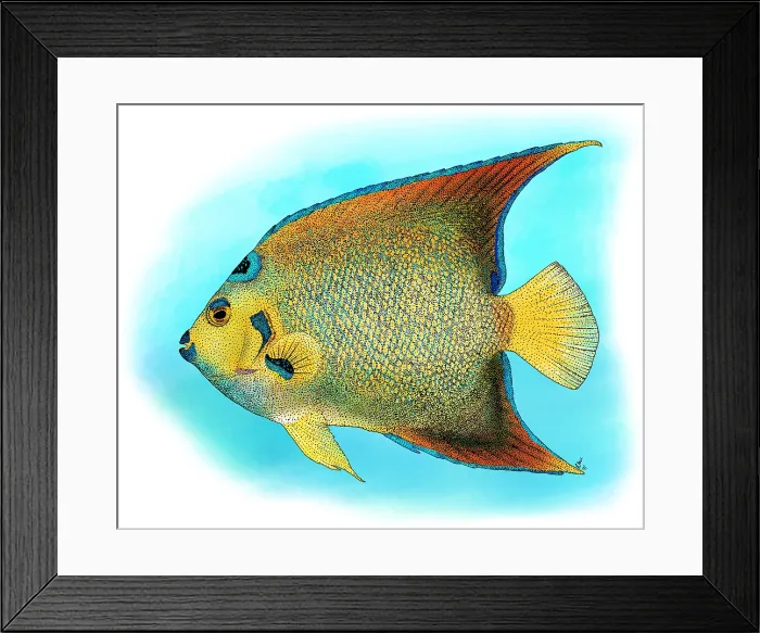 Framed Print : Queen Angelfish