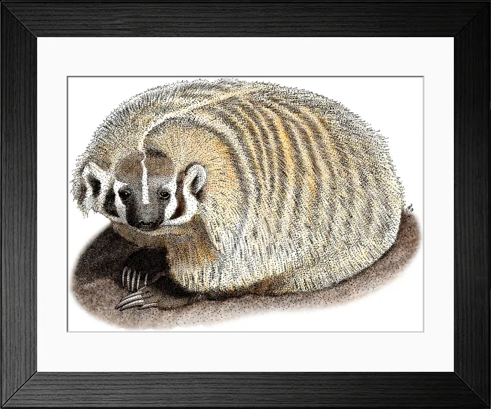 Framed Print : American Badger Framed Print : American Badger