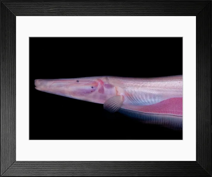Framed Print : Pink Dolphin Knifefish Framed Print : Pink Dolphin Knifefish