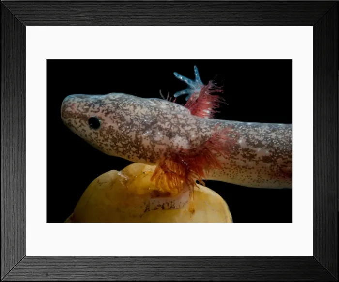 Framed Print : Cascades Caverns Salamander Framed Print : Cascades Caverns Salamander