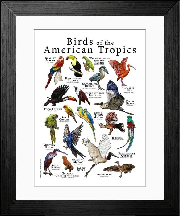 Framed Print : Birds of Prey of Mexico Framed Print : Birds of Prey of Mexico