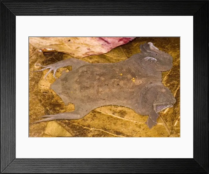 Framed Print : Surinam Toad Framed Print : Surinam Toad