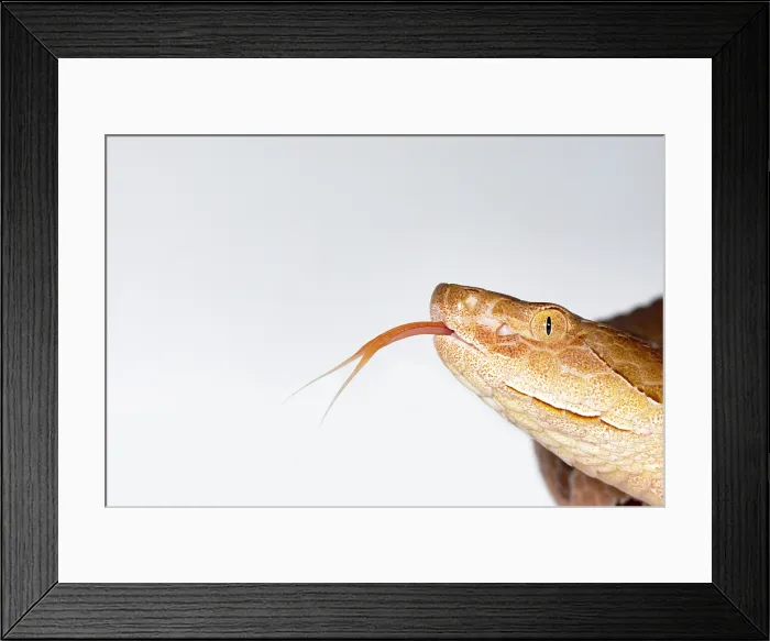 Framed Print : Copperhead, Agkistrodon contortrix Framed Print : Copperhead, Agkistrodon contortrix