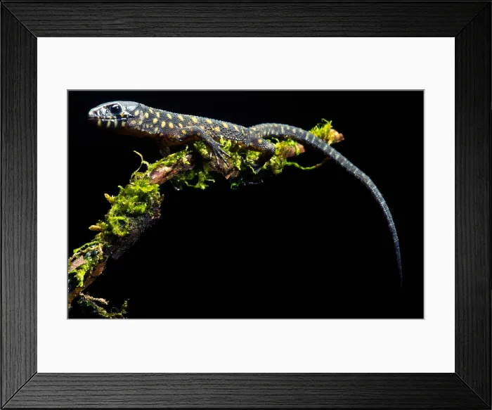 Framed Print : Yellow Spotted Tropical Night Lizard Framed Print : Yellow Spotted Tropical Night Lizard