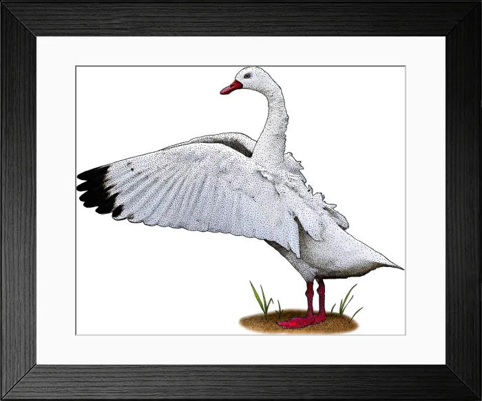 Framed Print : Coscoroba Swan Framed Print : Coscoroba Swan