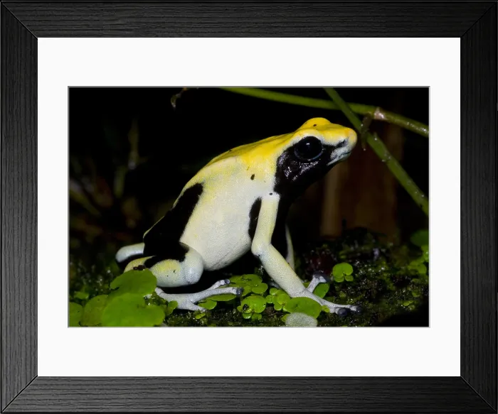 Framed Print : Dyeing Poison Frog Framed Print : Dyeing Poison Frog