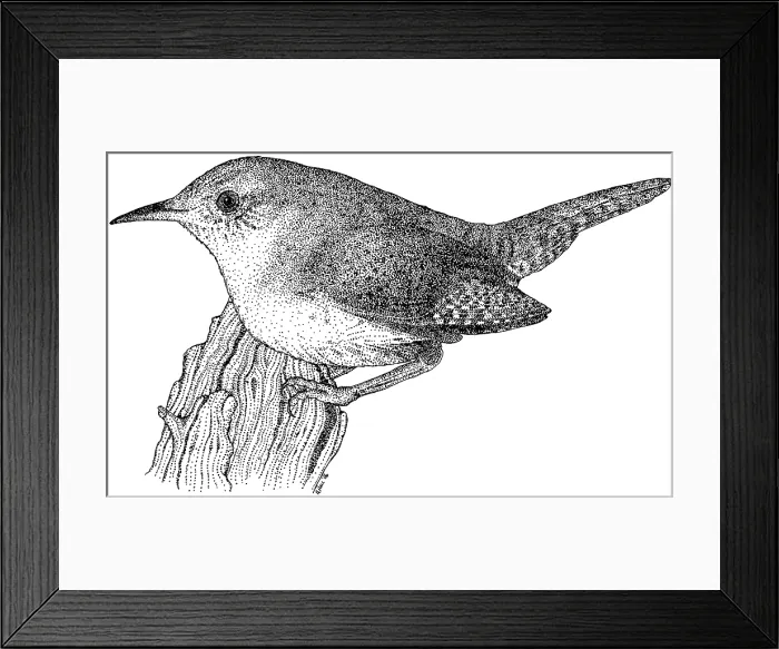 Framed Print : House Wren Framed Print : House Wren