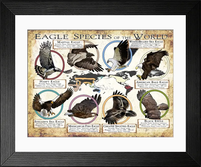 Framed Print : Eagle Species of the World Framed Print : Eagle Species of the World
