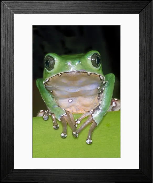 Framed Print : Giant Monkey Frog Framed Print : Giant Monkey Frog