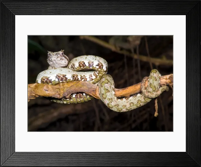 Framed Print : Eyelash Viper