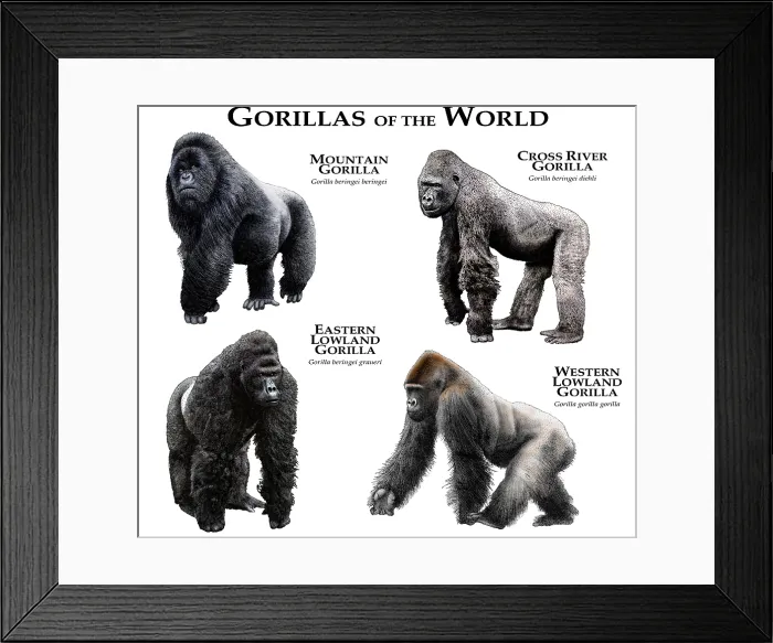 Framed Print : Gorillas of the World Framed Print : Gorillas of the World