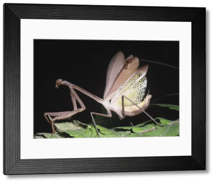 Framed Print : Mantid defensive display Framed Print : Mantid defensive display