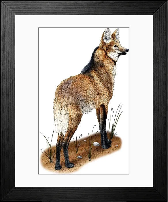 Framed Print : Maned Wolf Framed Print : Maned Wolf