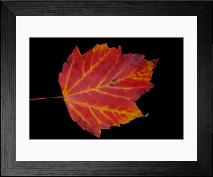 Framed Print : Maple Leaf Framed Print : Maple Leaf