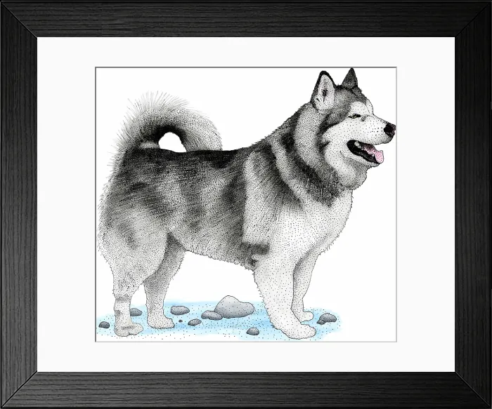 Framed Print : Alaskan malamute Framed Print : Alaskan malamute
