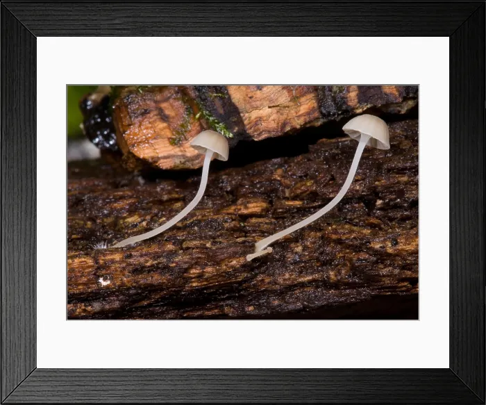 Framed Print : Bioluminescent Fungi