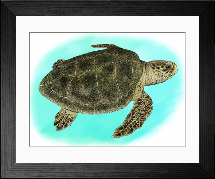 Framed Print : Kemp's Ridley Sea Turtle Framed Print : Kemp's Ridley Sea Turtle