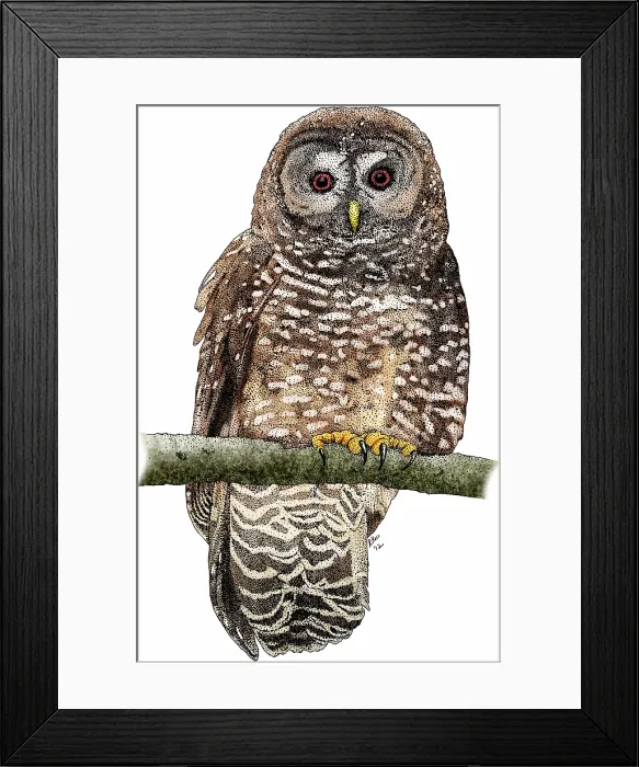 Framed Print : Northern spotted owl