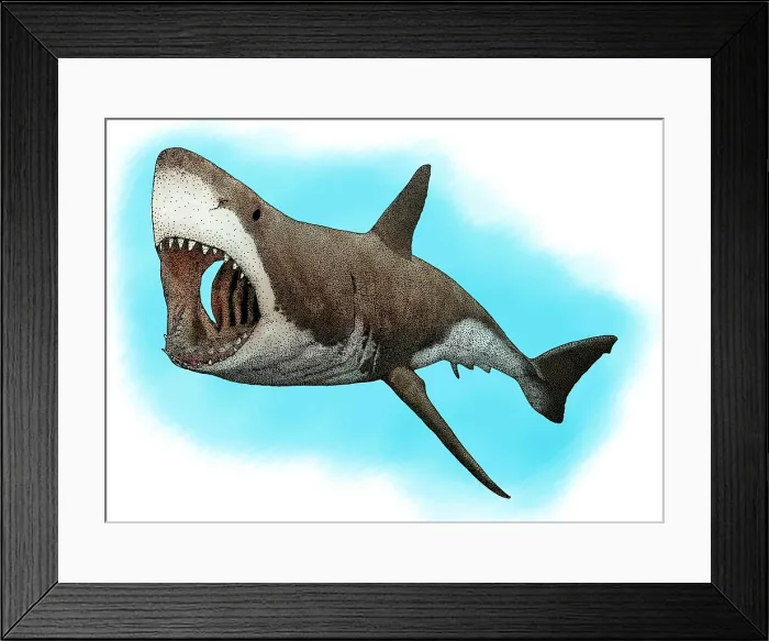 Framed Print : Great White Shark Framed Print : Great White Shark