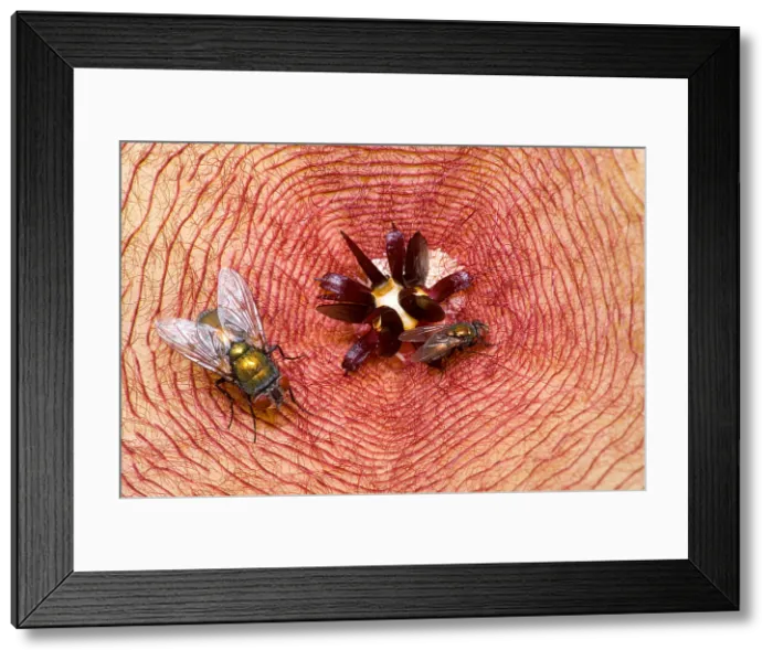 Framed Print : Blowflies on Stapelia Framed Print : Blowflies on Stapelia
