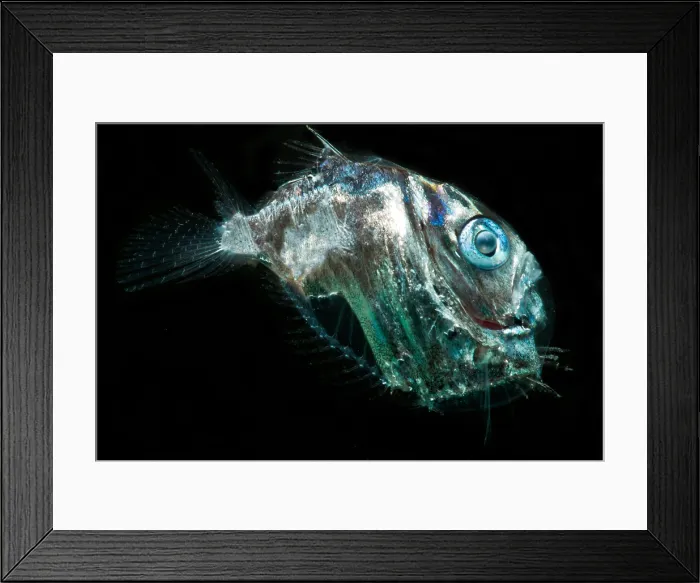 Framed Print : Diaphanous Hatchetfish (Sternoptyx diaphana) Framed Print : Diaphanous Hatchetfish (Sternoptyx diaphana)