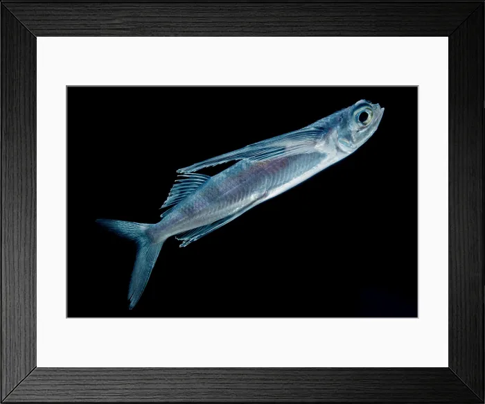 Framed Print : Spotfin Flyingfish Framed Print : Spotfin Flyingfish