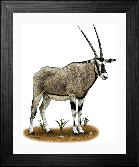 Framed Print : Gemsbok. Illustration of a Gemsbok (Oryx gazella) Framed Print : Gemsbok. Illustration of a Gemsbok (Oryx gazella)