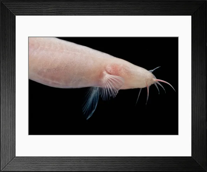 Framed Print : Small Headed Cave Loach Framed Print : Small Headed Cave Loach