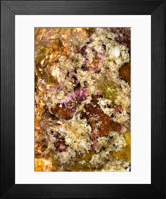 Framed Print : Frogfish, Antennarius sp. are some of the most cryptic predators found Framed Print : Frogfish, Antennarius sp. are some of the most cryptic predators found