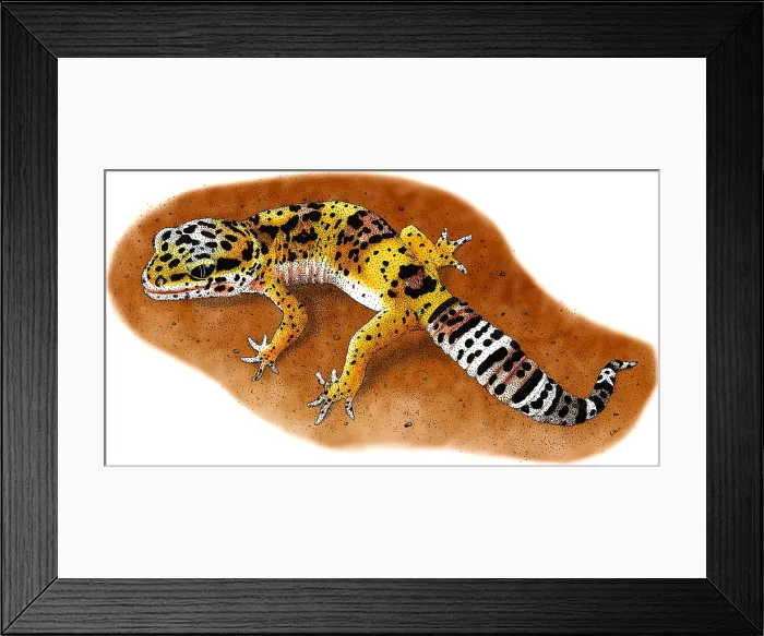 Framed Print : Leopard Gecko Framed Print : Leopard Gecko